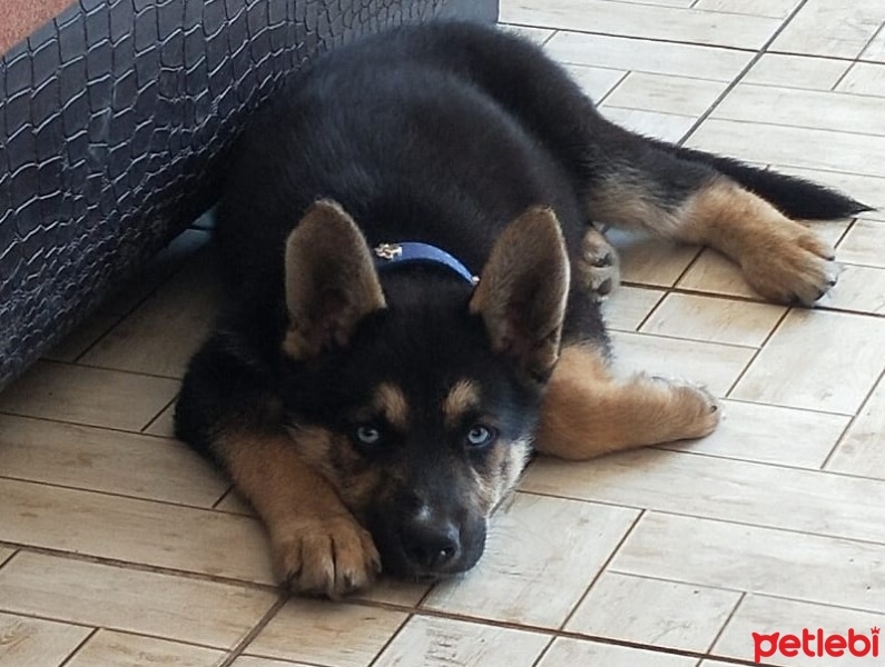 Sibirya Kurdu (Husky), Köpek  THOR fotoğrafı