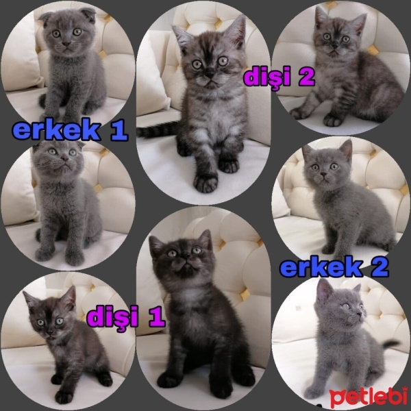 Scottish Fold, Kedi  Paşam fotoğrafı