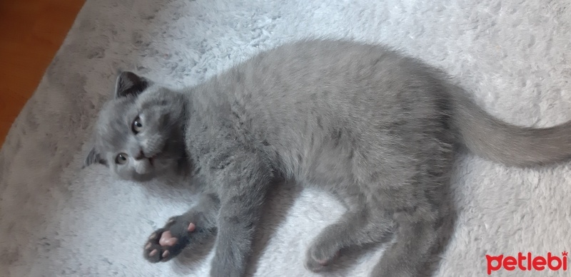 Scottish Fold, Kedi  Paşam fotoğrafı