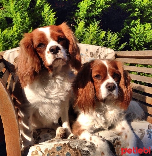 Cavalier King Charles Spanieli, Köpek  Brandy fotoğrafı