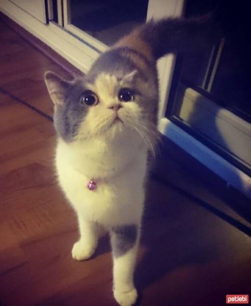 British Shorthair, Kedi  pakize fotoğrafı