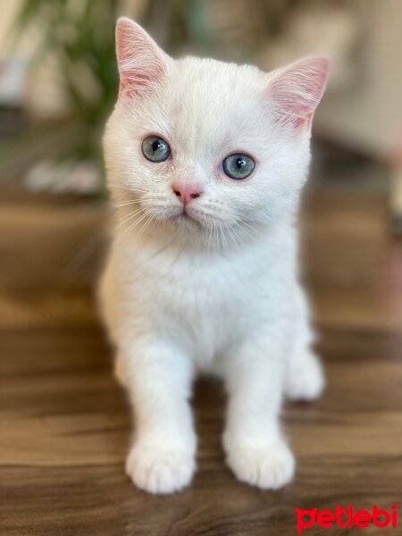 Scottish Fold, Kedi  Aaa fotoğrafı