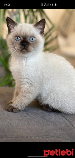 Scottish Fold, Kedi  Aaa fotoğrafı