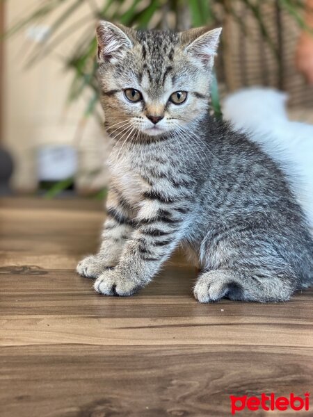 Scottish Fold, Kedi  Aaa fotoğrafı