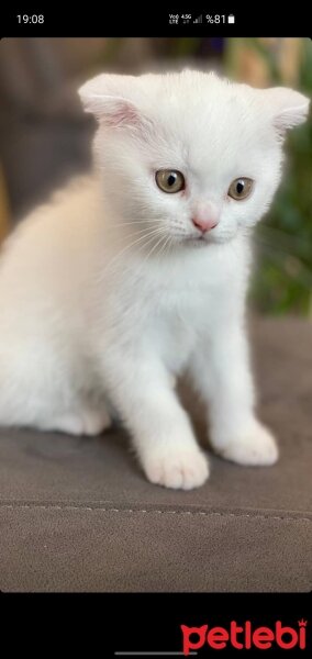 Scottish Fold, Kedi  Aaa fotoğrafı