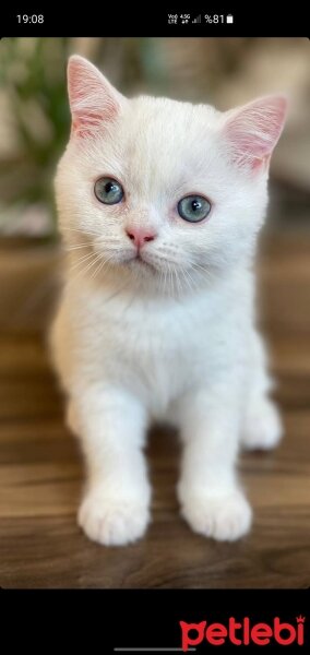 Scottish Fold, Kedi  Aaa fotoğrafı