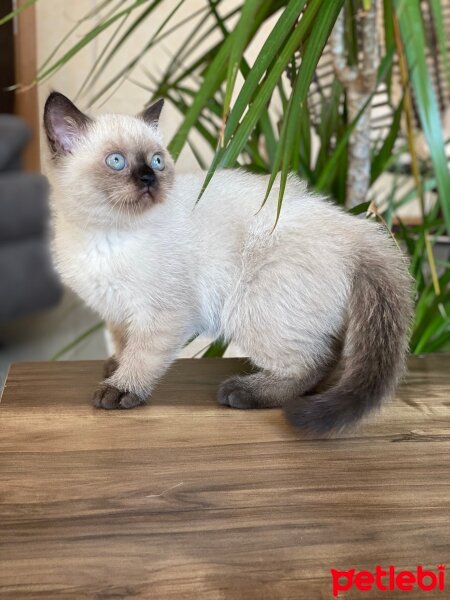 Scottish Fold, Kedi  Aaa fotoğrafı