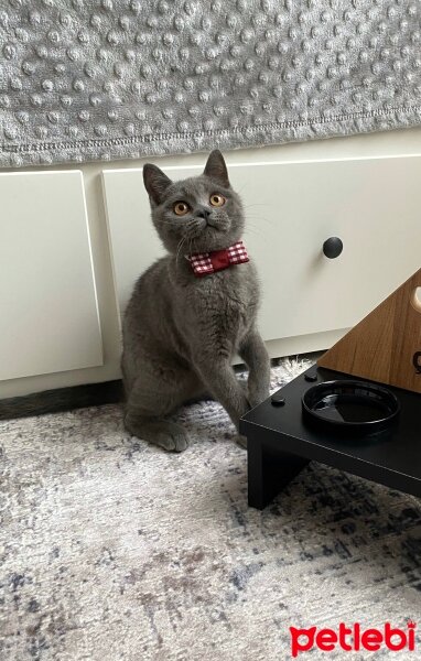 British Shorthair, Kedi  Çakıl fotoğrafı