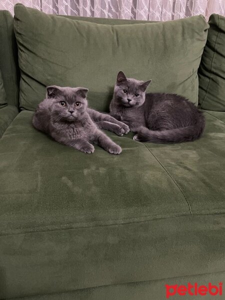 British Shorthair, Kedi  Duman fotoğrafı