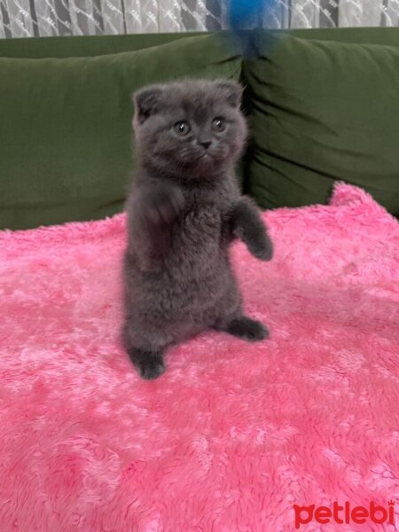 British Shorthair, Kedi  Duman fotoğrafı