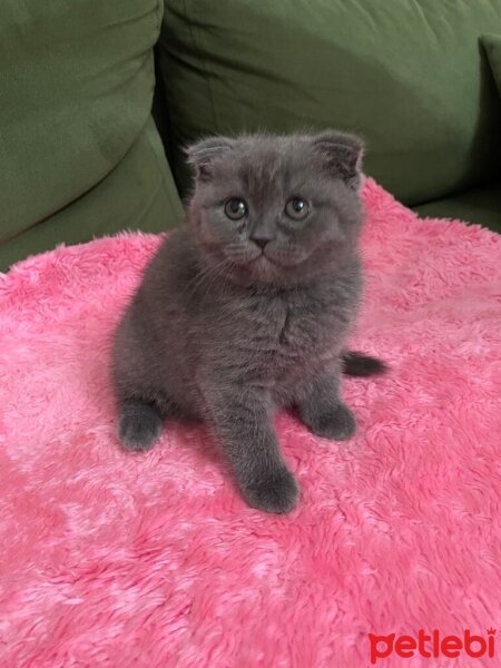 British Shorthair, Kedi  Duman fotoğrafı