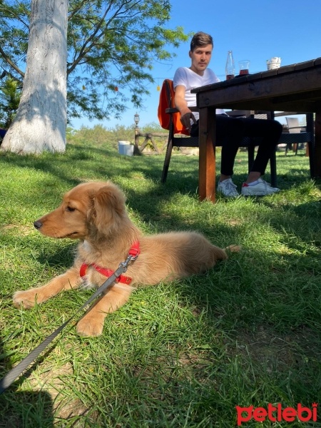 Amerikan Cocker Spaniel, Köpek  venüs fotoğrafı