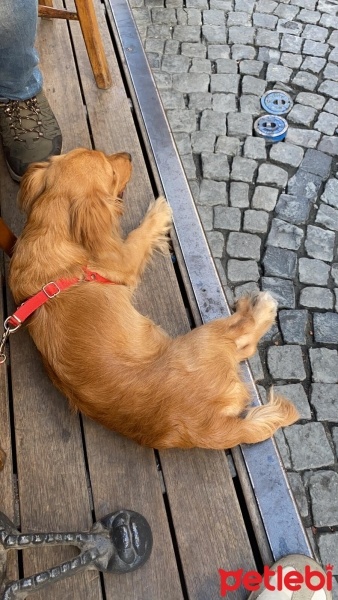 Amerikan Cocker Spaniel, Köpek  venüs fotoğrafı