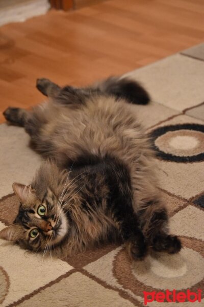 Norwegian Forest, Kedi  Cengaver fotoğrafı