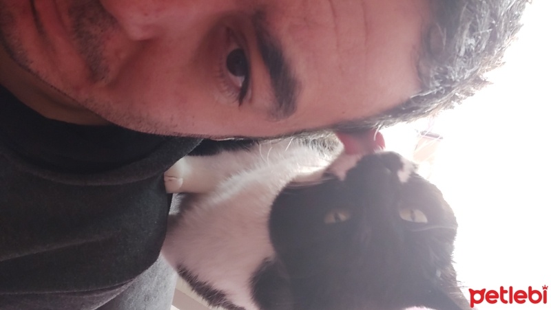 Tekir Kedi, Kedi  Kısmet fotoğrafı