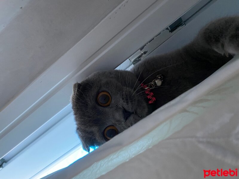 Scottish Fold, Kedi  Alvin fotoğrafı