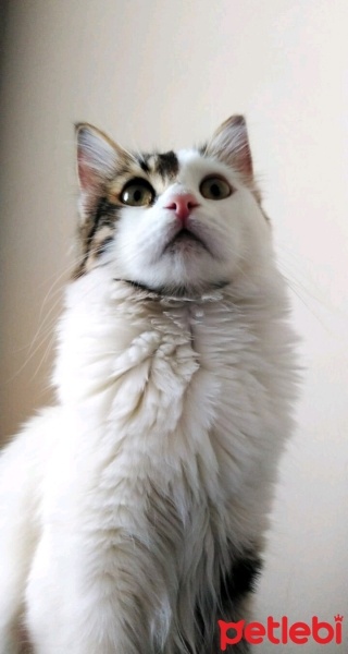 Tekir Kedi, Kedi  Prenses fotoğrafı
