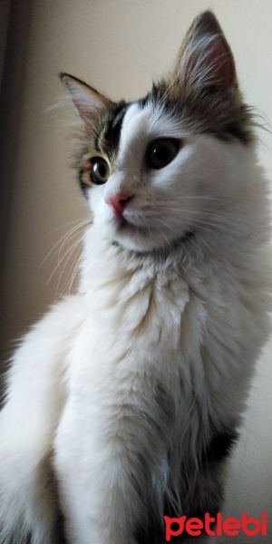 Tekir Kedi, Kedi  Prenses fotoğrafı
