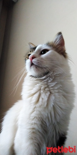 Tekir Kedi, Kedi  Prenses fotoğrafı