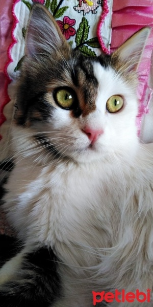 Tekir Kedi, Kedi  Prenses fotoğrafı