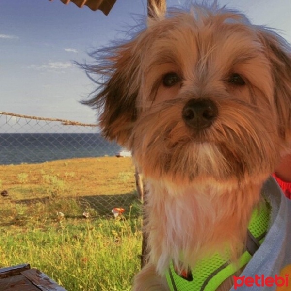 Yorkshire Terrier, Köpek  Ares fotoğrafı