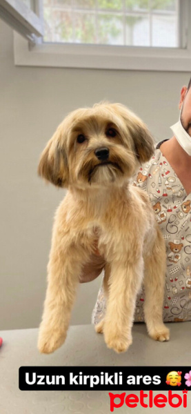 Yorkshire Terrier, Köpek  Ares fotoğrafı