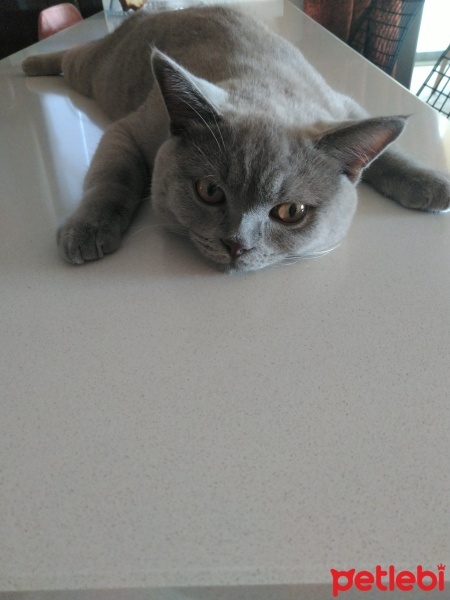British Shorthair, Kedi  Gecenin fotoğrafı