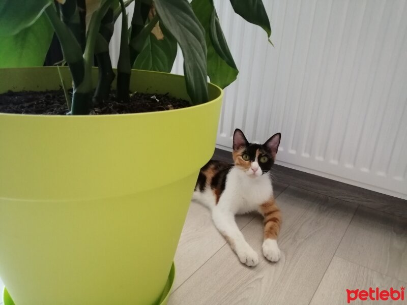 Tekir Kedi, Kedi  ponçik fotoğrafı