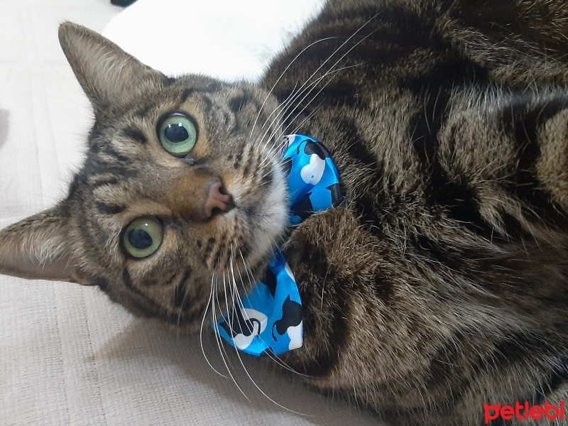 Bengal, Kedi  Boncuk fotoğrafı