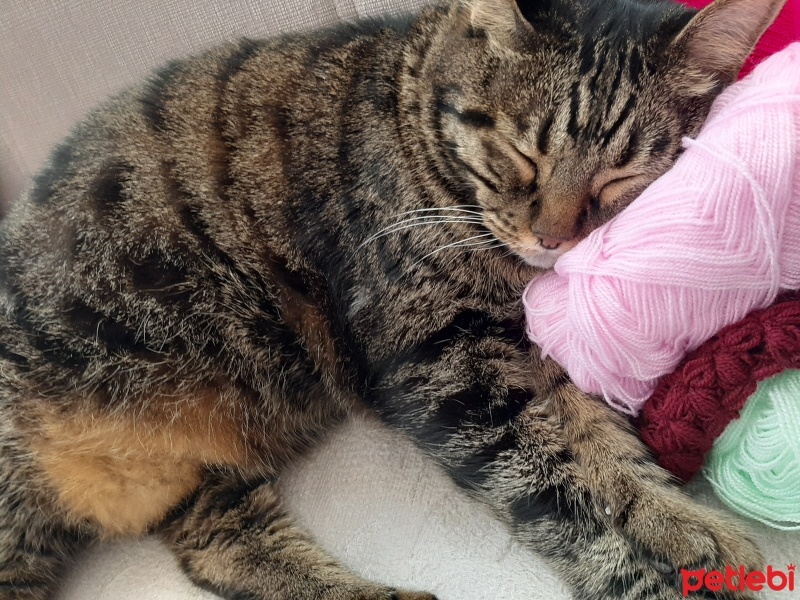 Bengal, Kedi  Boncuk fotoğrafı