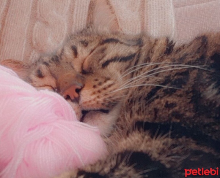 Bengal, Kedi  Boncuk fotoğrafı