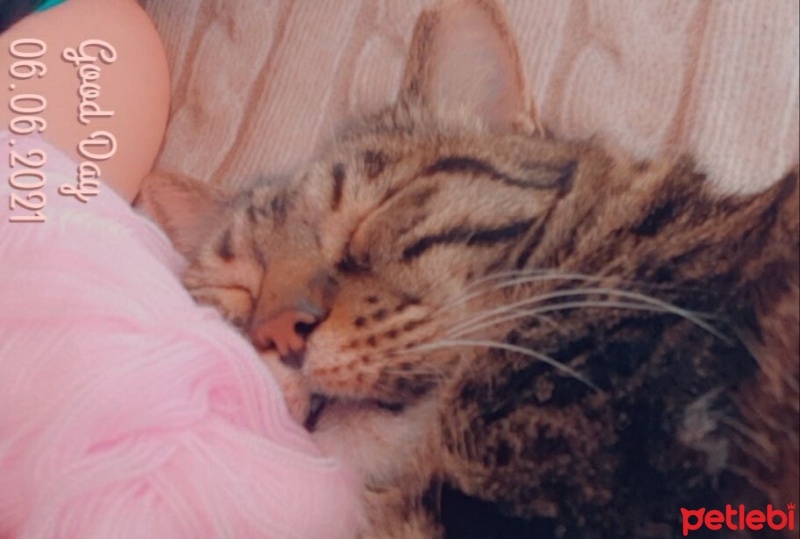 Bengal, Kedi  Boncuk fotoğrafı