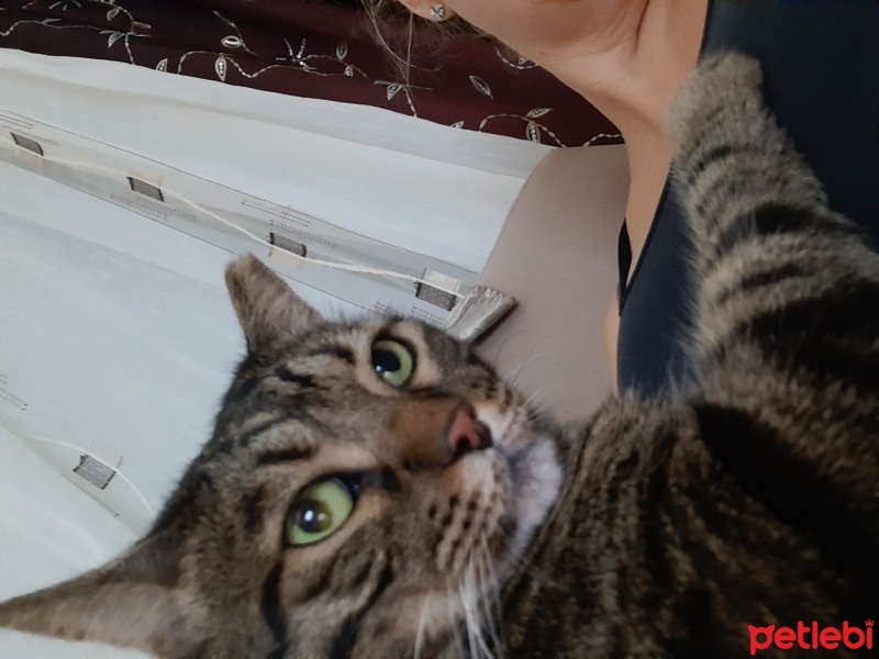 Bengal, Kedi  Boncuk fotoğrafı
