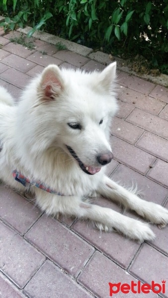 Samoyed, Köpek  İce fotoğrafı