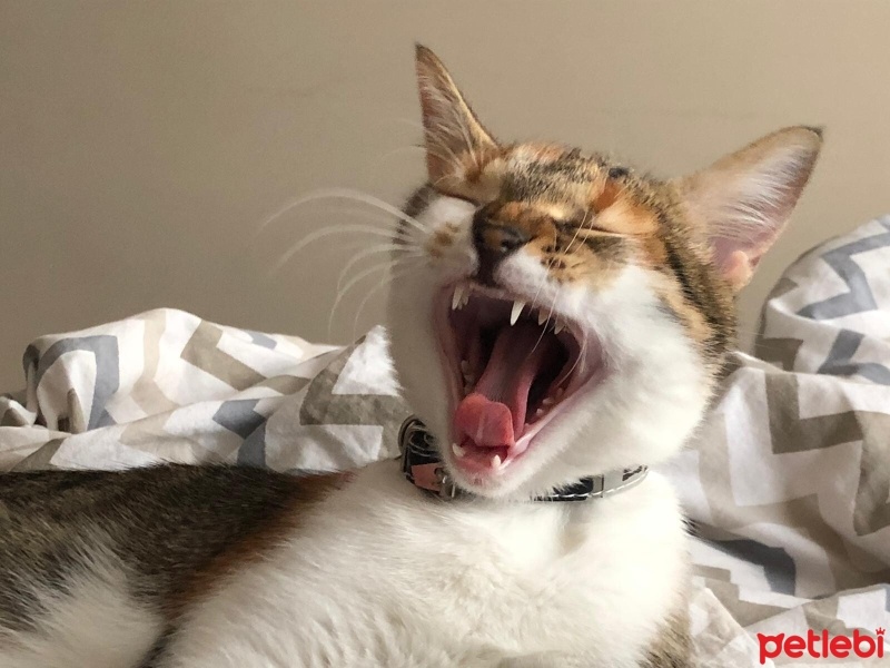 Tekir Kedi, Kedi  Minnoş fotoğrafı