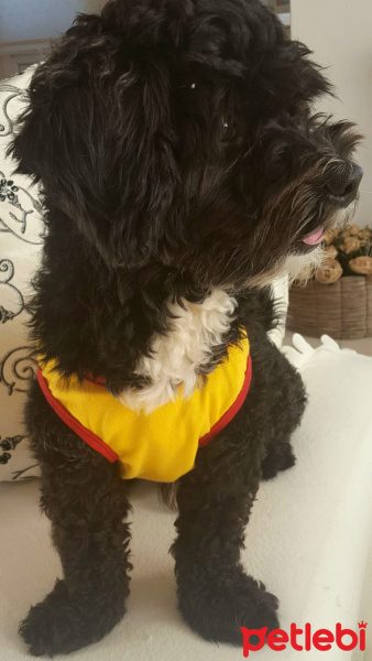 Maltese, Köpek  Pisko ve masal fotoğrafı