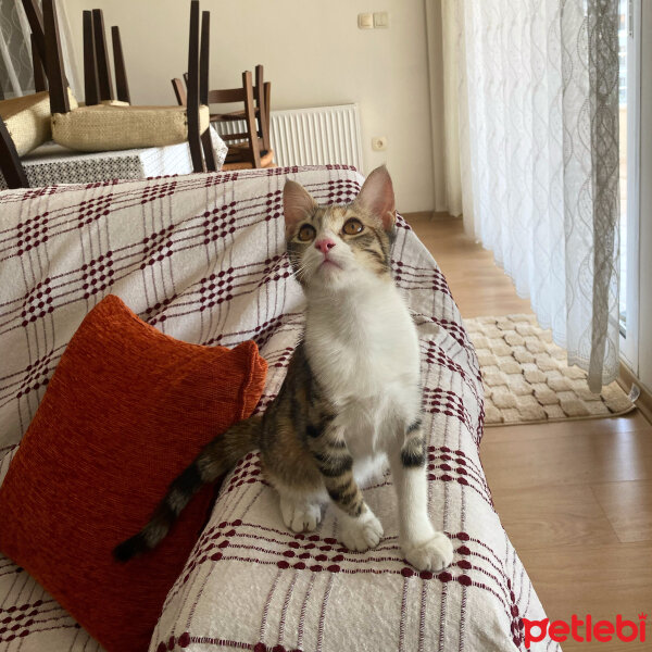 Tekir Kedi, Kedi  Şaziye fotoğrafı