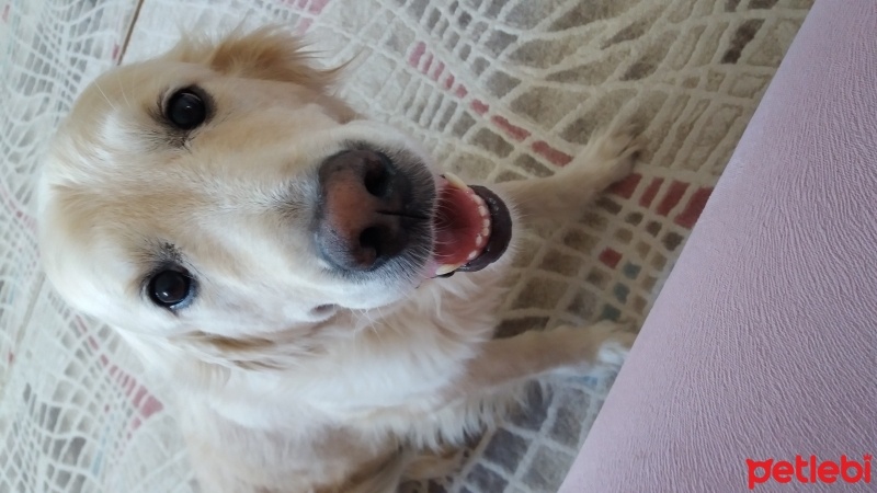 Golden Retriever, Köpek  Arwen fotoğrafı