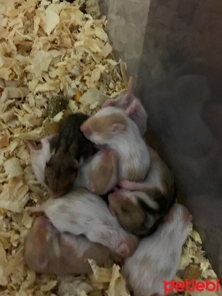 Hamster, Kemirgen  20 gunluk suriye hamsterleri fotoğrafı