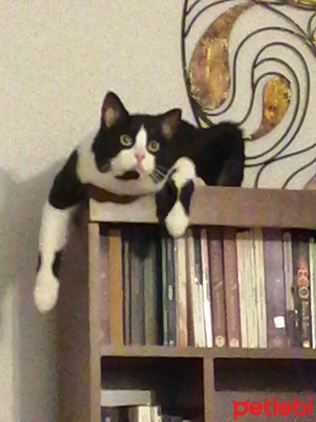 Tuxedo (Smokin) Kedi, Kedi  Sushi fotoğrafı