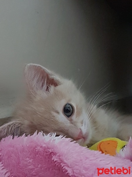 Sarman, Kedi  Mia fotoğrafı