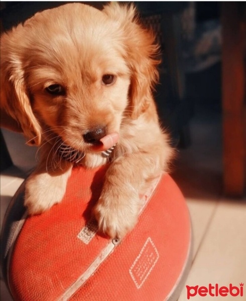 İngiliz Cocker Spaniel, Köpek  Olympos Hope fotoğrafı