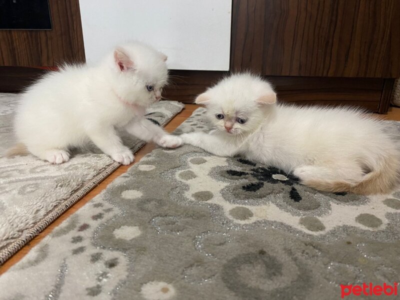 British Shorthair, Kedi  British shorthair 2 erkek yavru sahiplendirme fotoğrafı