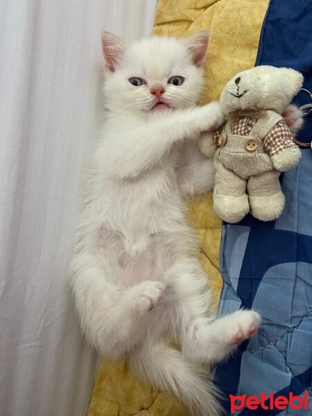 British Shorthair, Kedi  British shorthair 2 erkek yavru sahiplendirme fotoğrafı