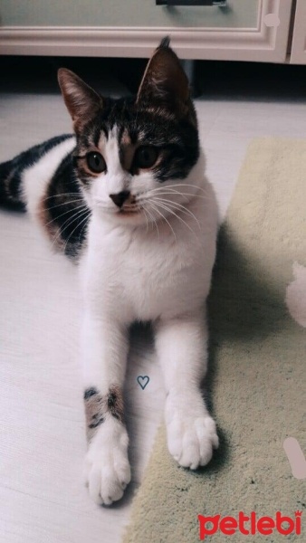 Sarman, Kedi  Hera fotoğrafı