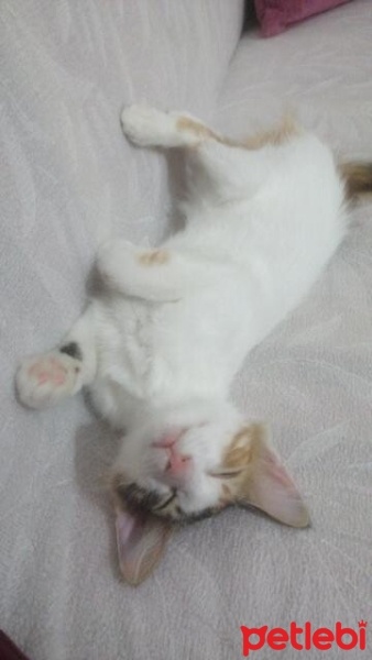 Tekir Kedi, Kedi  Suzi fotoğrafı