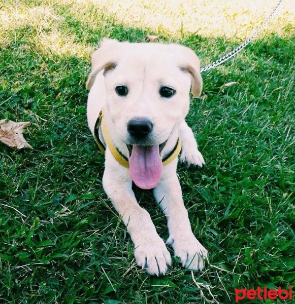 Golden Retriever, Köpek  Risus fotoğrafı
