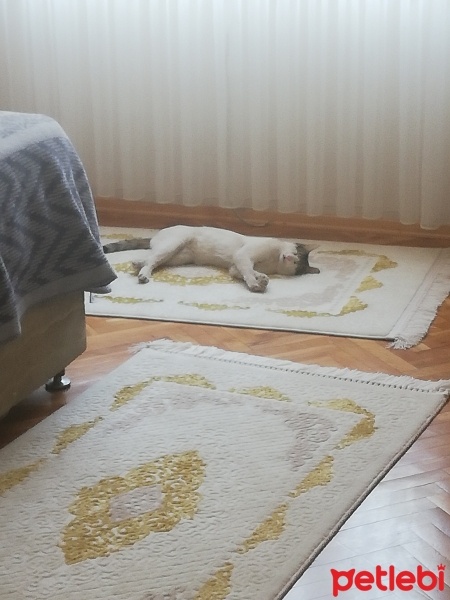 Tekir Kedi, Kedi  Zeus paşa fotoğrafı