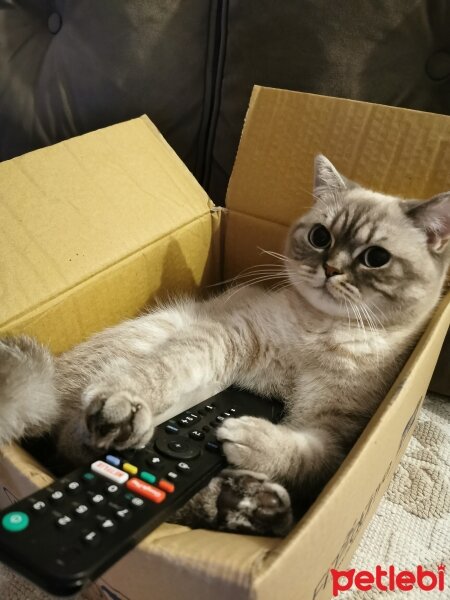 British Shorthair, Kedi  Mila fotoğrafı