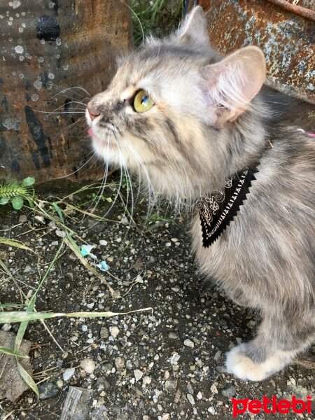 İran Kedisi (Persian), Kedi  Pamuk fotoğrafı